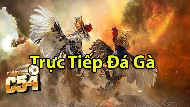 Đá gà trực tiếp hôm nay có gì