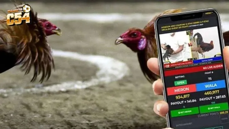 Livestream đá gà tre từ các đấu trường chuyên nghiệp