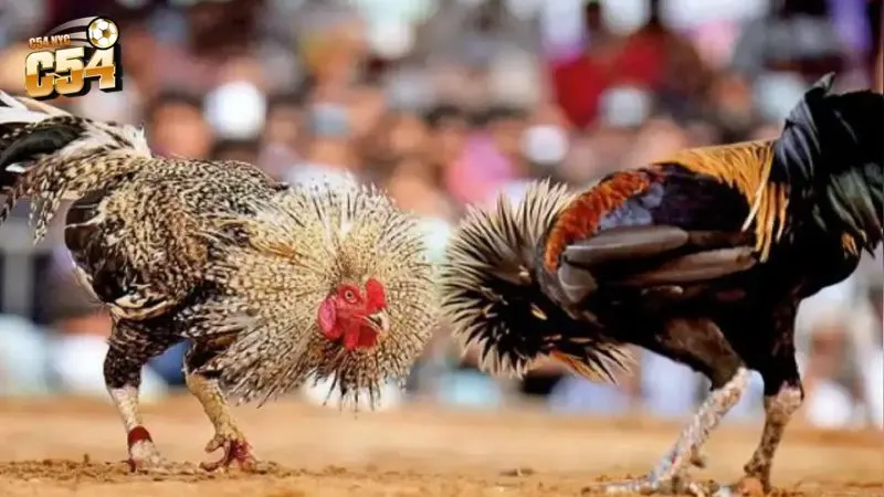 Tổng quan về Đá gà Thomo nổi tiếng châu Á